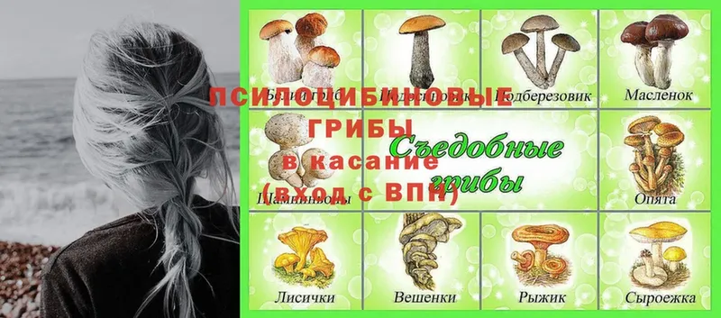 Псилоцибиновые грибы Psilocybine cubensis  наркотики  Вятские Поляны 